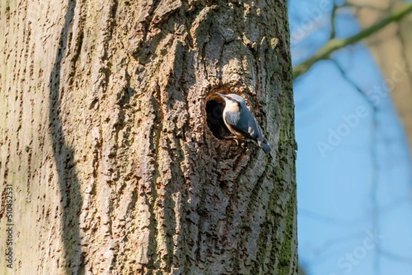 Fototapeta A Eurasian Nuthatch bird at entrance to tree knot hollow, hole on large tree