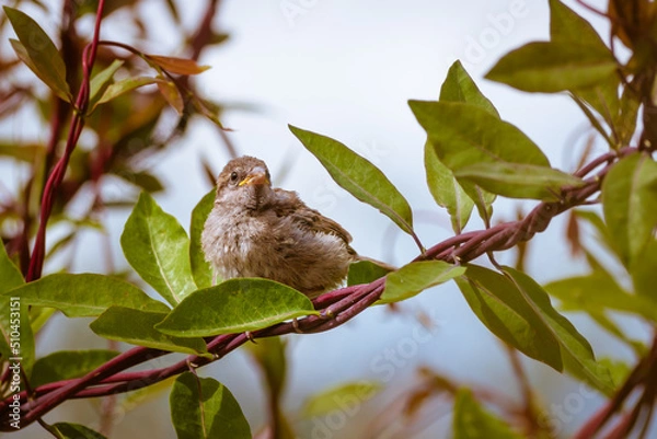 Fototapeta Juvenile fledgling house sparrow sitting in honeysuckle