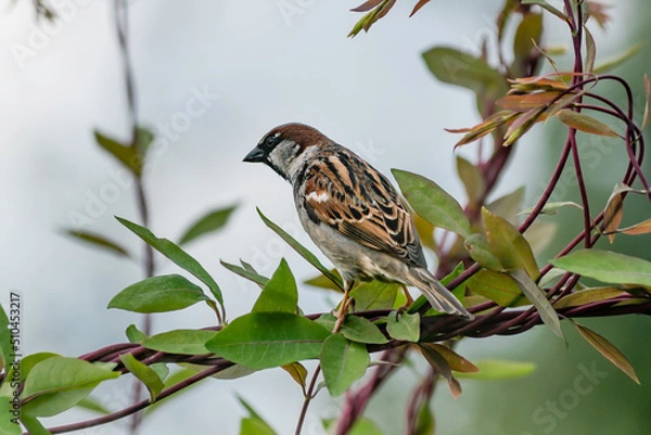 Fototapeta Male house sparrow stood on honeysuckle, showing back and wings