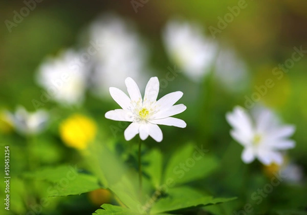 Fototapeta white anemone flower macro