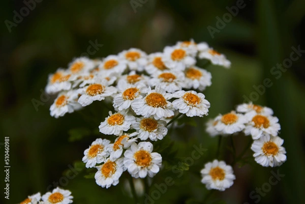 Fototapeta daisies in the garden