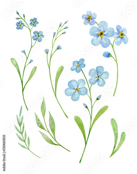 Obraz Set of forget me not flowers. Watercolor illustration isolated on white. 
