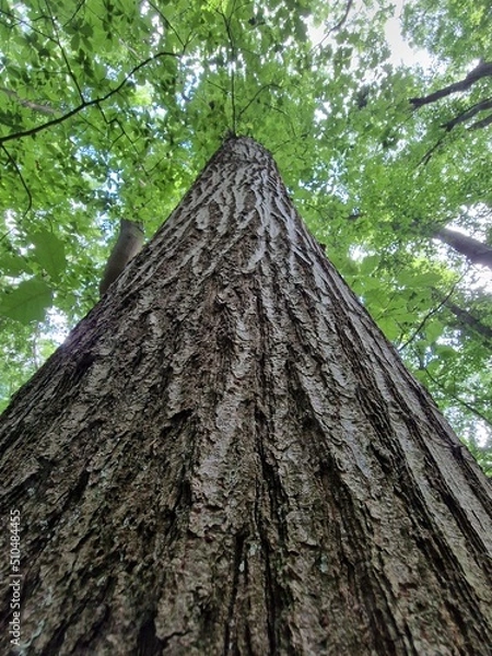 Fototapeta trunk of a tree