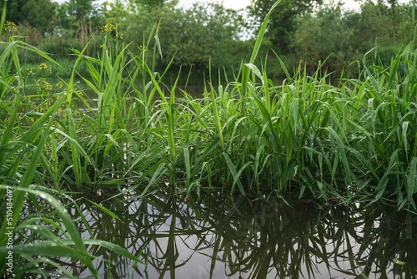 Fototapeta Fresh green grass close up. Early summer morning in the meadow near the river
