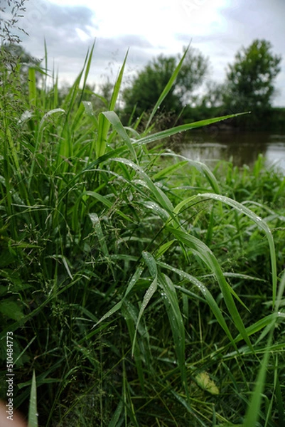 Fototapeta Fresh green grass close up. Early summer morning in the meadow near the river