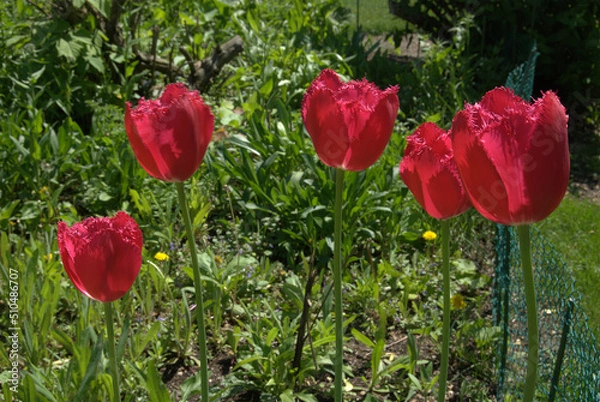 Obraz Red Fringe Tulips in a suburban garden. Illinois, USA.