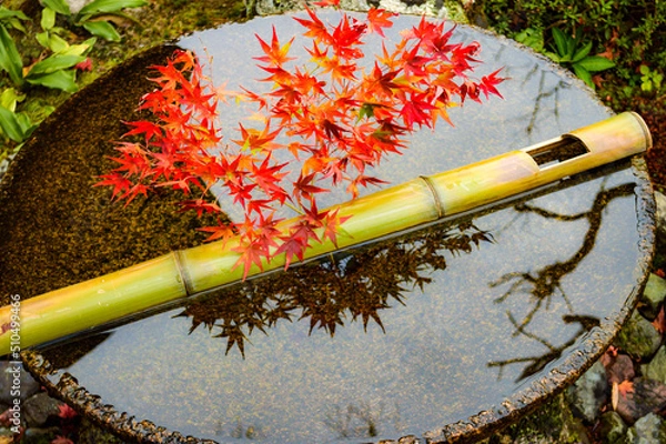 Fototapeta 日本庭園のもみじ