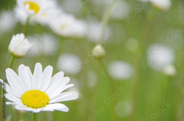 Obraz フランスギク