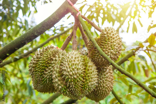 Obraz Close up fresh durians on the durian tree.