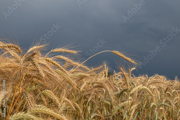 Obraz Close up of wheat ears, the field of wheat in summer with dark stormy clouds in region Voivodina, Serbia. Harvesting period