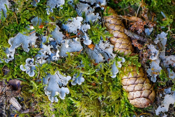 Obraz Pomme de pin et lychen