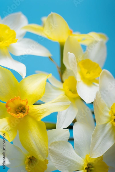 Obraz White and yellow daffodils on a blue background. Flower with orange center. Spring flowers. A simple daffodil bud. Narcissus bouquet. Floral concept.