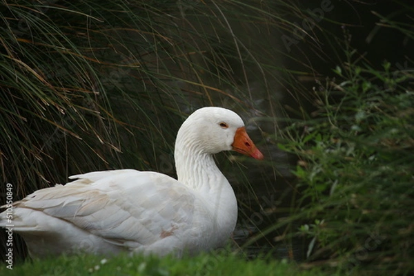 Fototapeta white goose on the grass