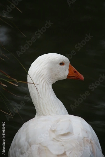 Fototapeta goose on the water