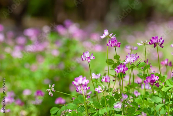 Fototapeta れんげ