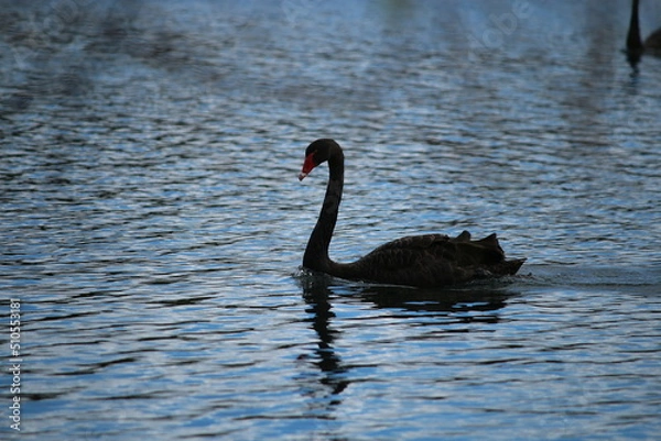 Fototapeta black swan on the lake