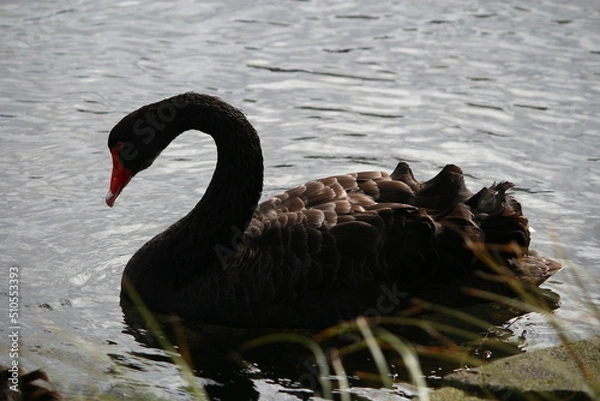 Fototapeta black swan on the lake