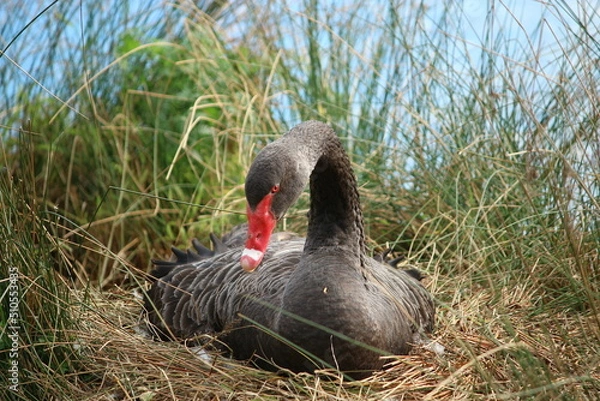Fototapeta black swan is incubating its eggs