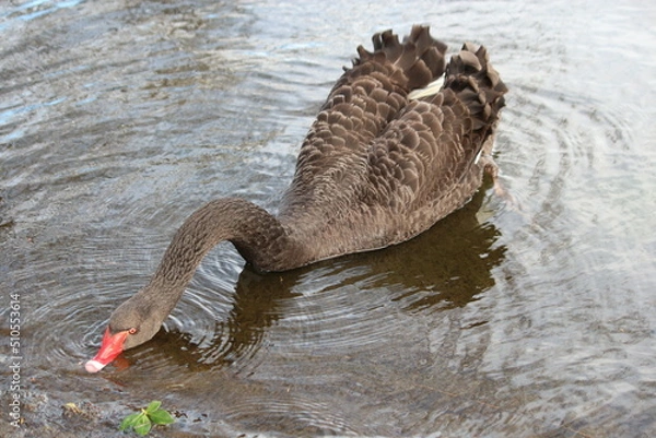 Fototapeta goose in the water