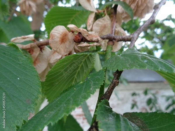 Obraz elm tree branch