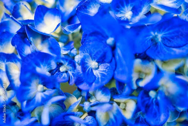 Obraz きれいな青色の紫陽花クローズアップ