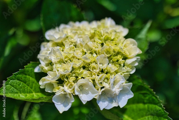Obraz きれいな白色の紫陽花のクローズアップ