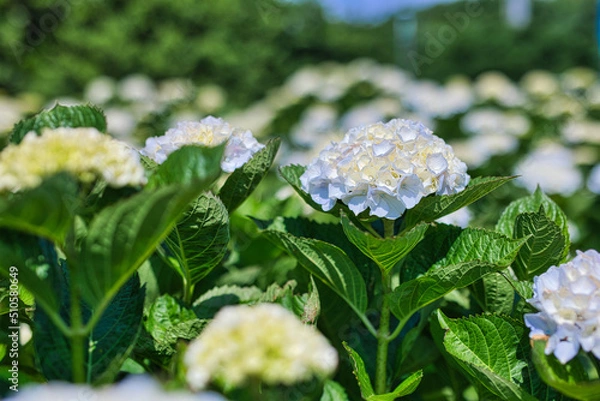 Obraz 晴れた日のきれいな白色の紫陽花