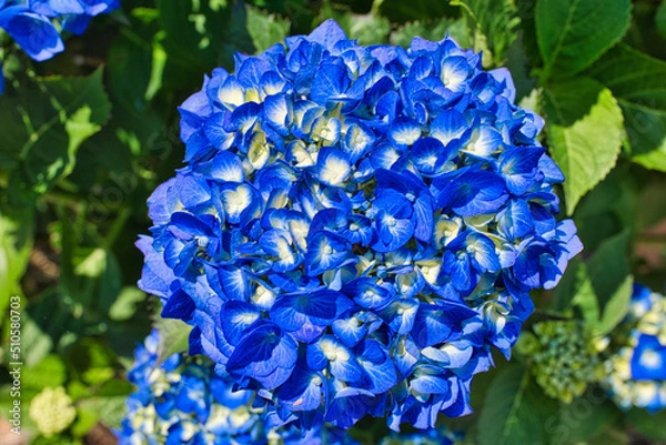 Obraz きれいな青色の紫陽花クローズアップ
