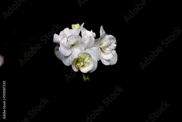 Obraz Black background and geranium flowers