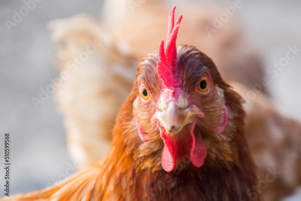 Obraz Hen staring because she is curious