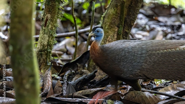 Fototapeta Nature wildlife image of The Great Argus in the deep jungle in Sabah, Borneo