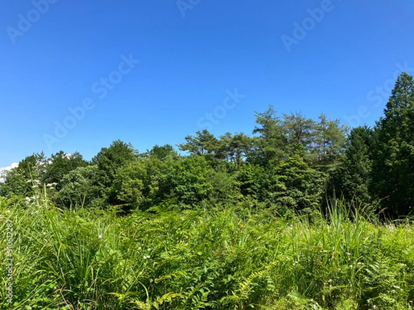 Fototapeta Grass field, forest and blue sky in summer