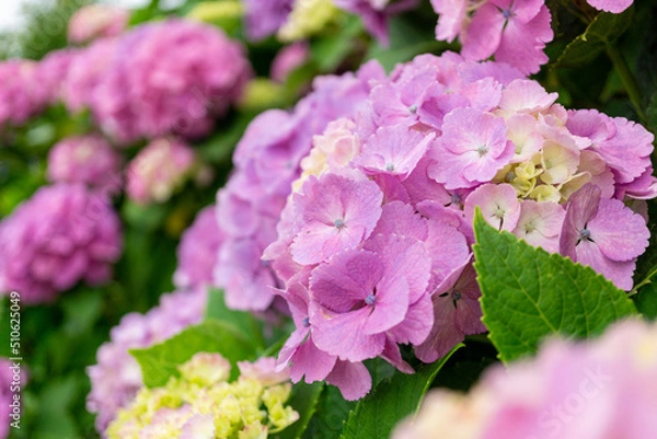 Obraz ピンクの紫陽花