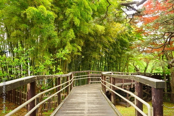 Fototapeta 日本 北海道 函館 函館公園 竹林