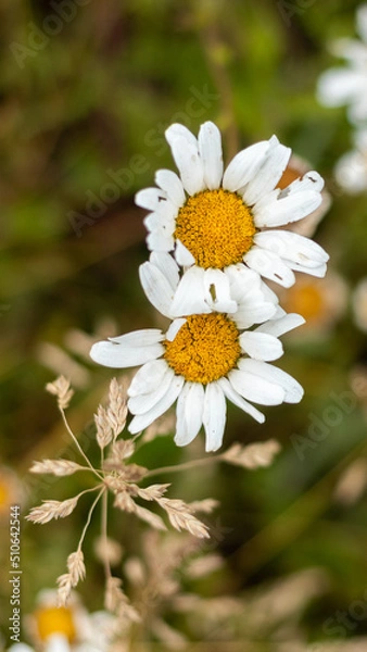 Obraz white daisy in the forest