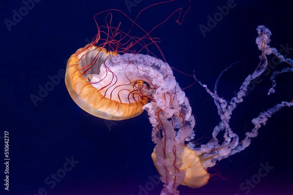 Fototapeta Jellyfish floating against a blue background 