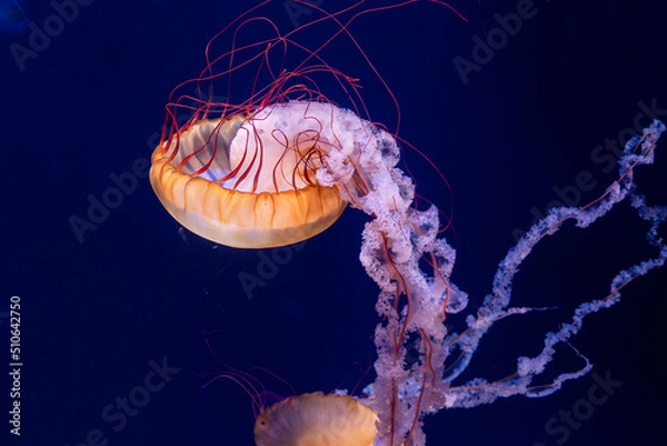 Fototapeta Jellyfish floating against a blue background 