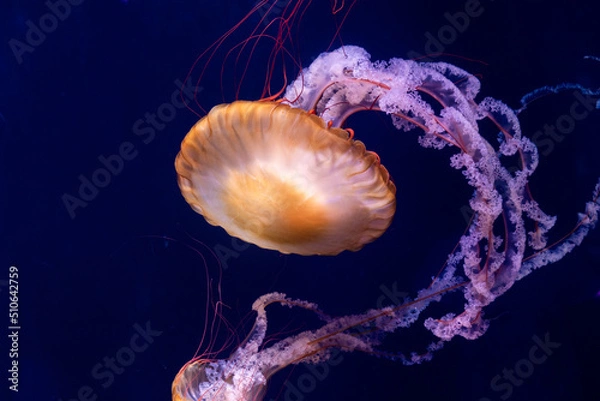 Fototapeta Jellyfish floating against a blue background 