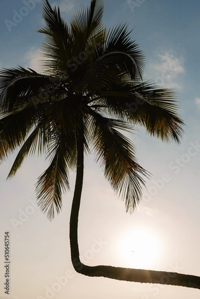 Obraz landscape coconut tree