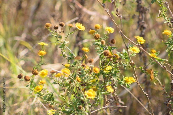 Fototapeta Closeup of common fleabane yellow flowers with selective focus on foreground