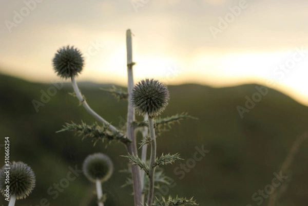 Fototapeta Close-up of a faded dandelion against the background of the sun.