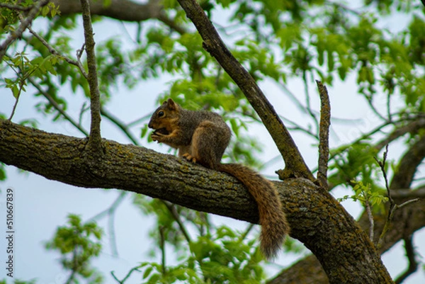 Fototapeta squirrel on tree
