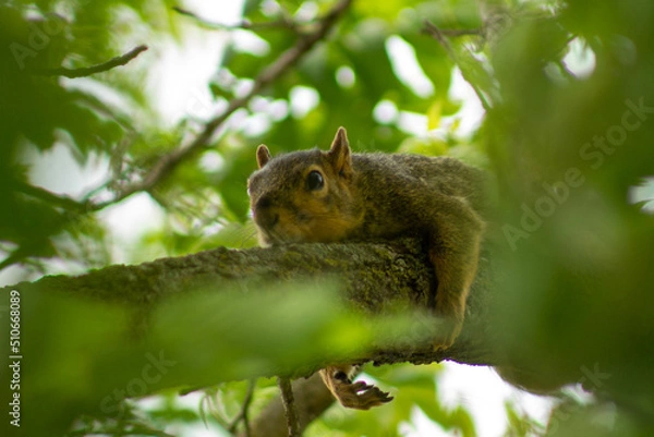 Fototapeta Squirrel napping on a tree branch
