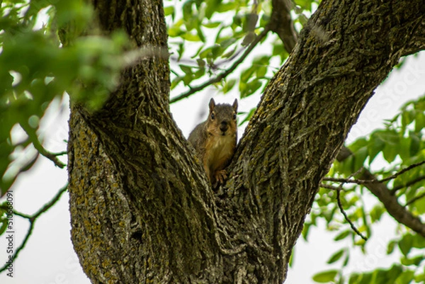 Fototapeta squirrel on a tree