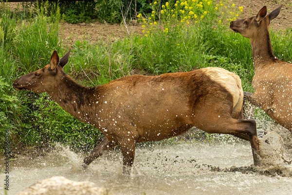 Fototapeta Elk running out of the water