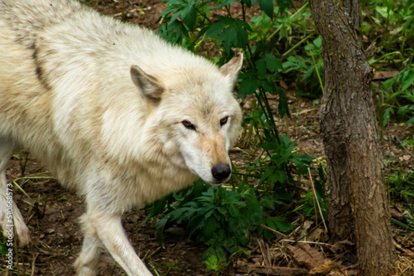 Fototapeta gray wolf in the woods