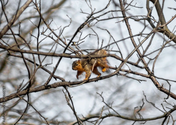 Fototapeta squirrel on a tree