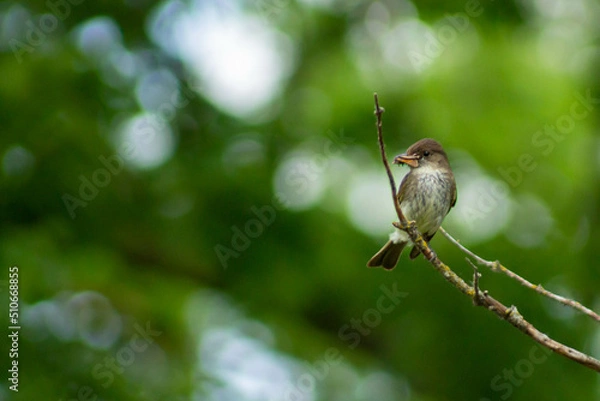 Fototapeta sparrow on a branch