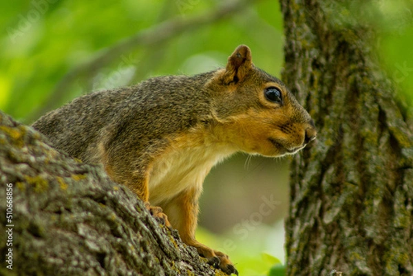 Fototapeta squirrel on a tree