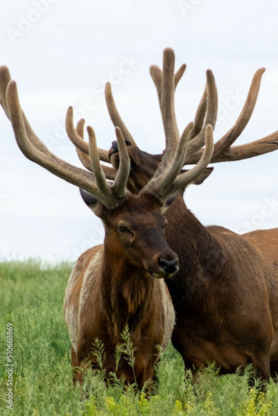 Fototapeta Two elk guarding each other
